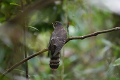 Hierococcyx nisicolor