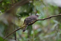 Hierococcyx nisicolor