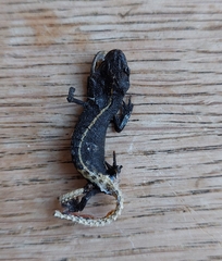 Triturus carnifex