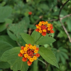 Lantana horrida