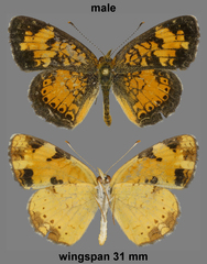 Phyciodes tharos orantain