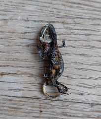 Triturus carnifex