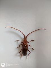 Chydarteres striatus