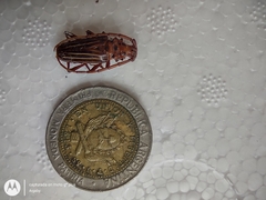 Chydarteres striatus