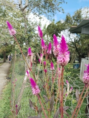 Celosia spicata