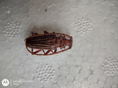 Chydarteres striatus