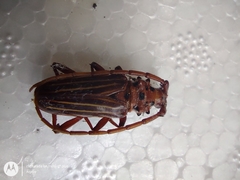 Chydarteres striatus