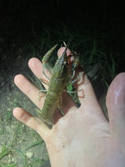 Cherax quadricarinatus