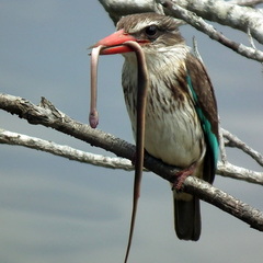 Lycodonomorphus rufulus