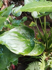Alocasia cucullata