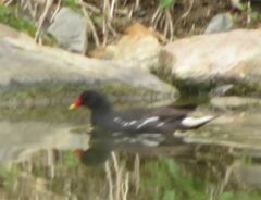 Gallinula chloropus meridionalis