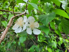 Campomanesia grandiflora