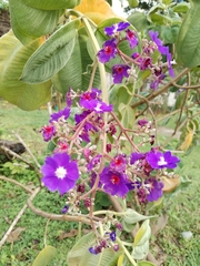 Pleroma heteromallum