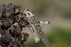 Locusta migratoria cinerascens