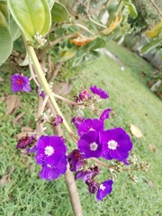 Pleroma heteromallum