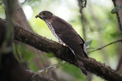 Hierococcyx nisicolor