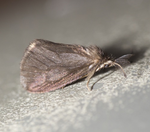 Metaxypsyche trinidadensis