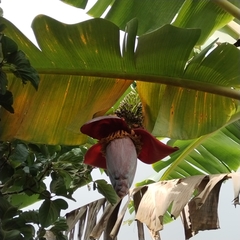 Musa