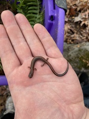 Plethodon serratus