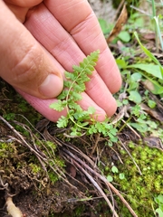 Cystopteris fragilis