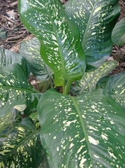 Dieffenbachia