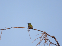 Colibri thalassinus