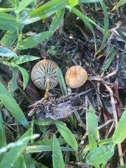 Marasmius