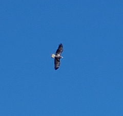 Haliaeetus leucocephalus washingtoniensis