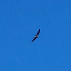 Haliaeetus leucocephalus washingtoniensis