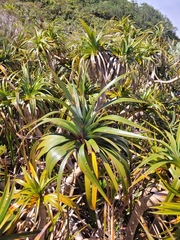 Pandanus
