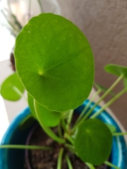 Pilea peperomioides