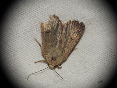 Caradrina aspersa