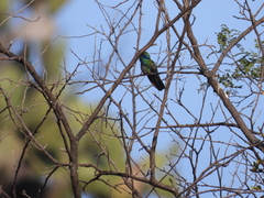 Colibri thalassinus