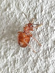 Biorhiza