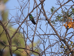 Colibri thalassinus
