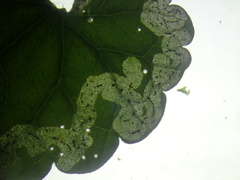Phytomyza glechomae