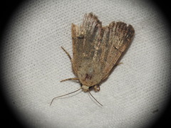 Caradrina aspersa