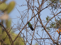 Colibri thalassinus