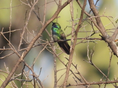 Colibri thalassinus