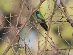 Colibri thalassinus