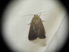 Caradrina aspersa