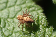 Oxyopes