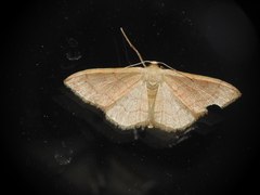 Idaea rubraria