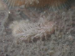 Aeolidia
