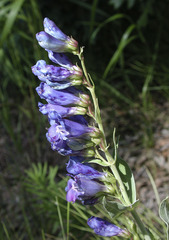 Penstemon glaber