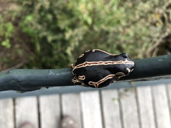 Hyperolius marmoratus