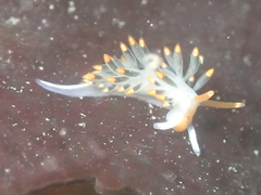 Diaphoreolis lagunae