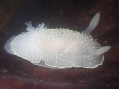 Acanthodoris hudsoni