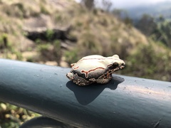 Hyperolius marmoratus