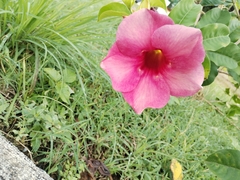 Allamanda blanchetii